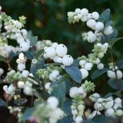 Symphoricarpos Proud Berry&reg; Pearl Snowberry Alternate Image 2