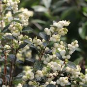 Symphoricarpos Proud Berry&reg; Pearl Snowberry Alternate Image 3