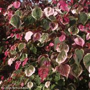 Cercis Carolina Sweetheart&trade; Red Bud Alternate Image 2
