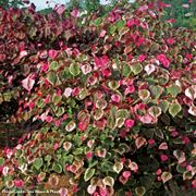Cercis Carolina Sweetheart&trade; Red Bud Alternate Image 3