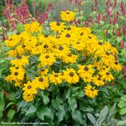 Rudbeckia Echibeckia Summerina Glow&trade; Sun's Up Alternate Image 1