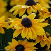 Rudbeckia Echibeckia Summerina Glow&trade; Sun's Up Alternate Image 2