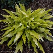 Hosta 'Wiggles and Squiggles' Plantain Lily Thumb