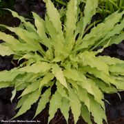 Hosta 'Wiggles and Squiggles' Plantain Lily Alternate Image 1