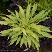 Hosta 'Wiggles and Squiggles' Plantain Lily Alternate Image 2