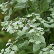 Pycnanthemum Mountain Mint Thumb
