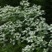 Pycnanthemum Mountain Mint Alternate Image 2