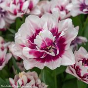 Tulipa La Delicatesse Tulip Bulbs Thumb