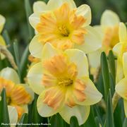 Narcissus Peachy Dream Daffodil Bulbs Thumb