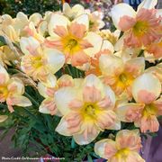 Narcissus Peachy Dream Daffodil Bulbs Alternate Image 2