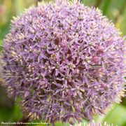 Allium Party Balloons Ornamental Onion Bulbs Alternate Image 1