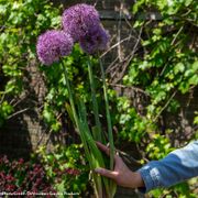 Allium Party Balloons Ornamental Onion Bulbs Alternate Image 2