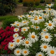 Leucanthemum 'Alaska' Daisy Thumb