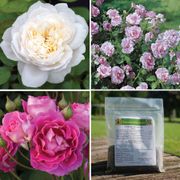 Garden Perfume Rose Collection Thumb