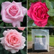 Pink Perfection Rose Collection Thumb