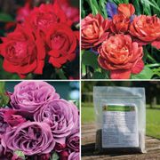 Bold Beauty Rose Collection Thumb