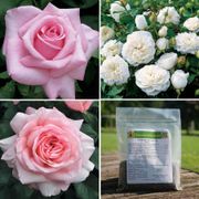Petals Galore Rose Collection Thumb