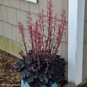 Heuchera 'Timeless Night' Coral Bells Alternate Image 2