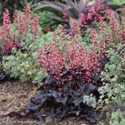 Heuchera 'Timeless Night' Coral Bells Alternate Image 3