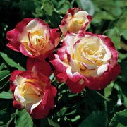 Double Delight Hybrid Tea Rose Thumb