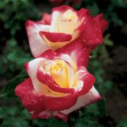 Double Delight Hybrid Tea Rose Alternate Image 2