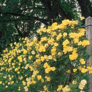 'Golden Showers' Climbing Rose Alternate Image 1