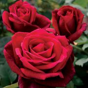 Mister Lincoln Hybrid Tea Rose Thumb