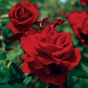 Mister Lincoln Hybrid Tea Rose Alternate Image 1