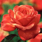 Tropicana Hybrid Tea Rose Thumb