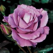 Angel Face Floribunda Rose Thumb