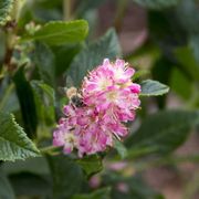 Clethra 'Ruby Spice' Alternate Image 2