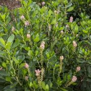 Clethra 'Ruby Spice' Alternate Image 3