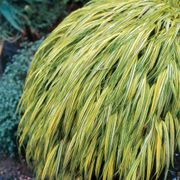 Hakonechloa 'Aureola' Hakone Grass Thumb