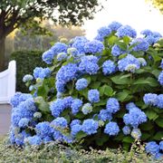Hydrangea The Original Endless Summer&reg; Thumb