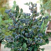 Vaccinium 'Sunshine Blue' Dwarf Blueberry Thumb