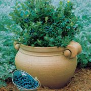 Vaccinium 'Sunshine Blue' Dwarf Blueberry Alternate Image 2