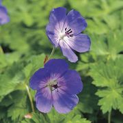 Geranium 'Rozanne' Thumb
