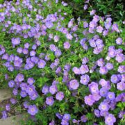 Geranium 'Rozanne' Alternate Image 1