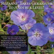 Geranium 'Rozanne' Alternate Image 2