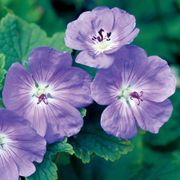 Geranium 'Rozanne' Alternate Image 3