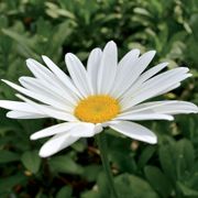 Leucanthemum 'Becky' Daisy Thumb