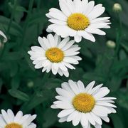 Leucanthemum 'Becky' Daisy Alternate Image 1