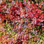 Blue Plumbago Alternate Image 2