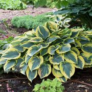 Hosta 'First Frost' Plantain Lily Thumb