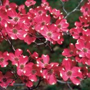 Cherokee Brave&trade; Dogwood Thumb