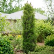 Rhamnus Fine Line&reg; Buckthorn Alternate Image 3