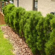 Rhamnus Fine Line&reg; Buckthorn Alternate Image 4