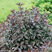 Weigela Spilled Wine&reg; Alternate Image 2