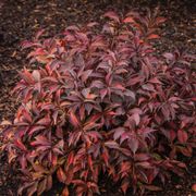 Weigela Spilled Wine&reg; Alternate Image 4