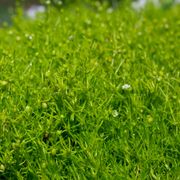 Sagina Irish Moss Alternate Image 1